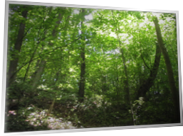 Лиственный лес